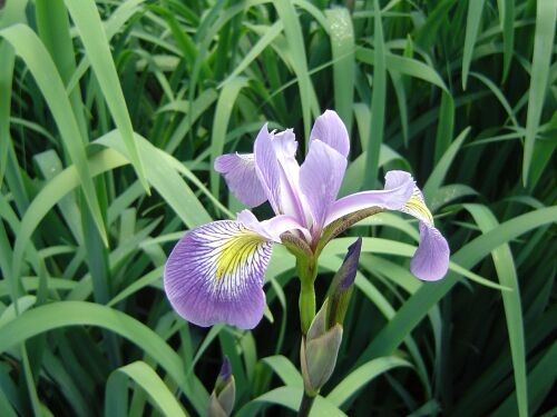 Iris - versicolor Gerald Darby